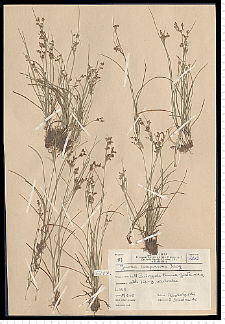 Juncus compressus Jacq.