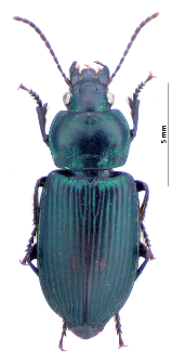 Anisodactylus poeciloides (Stephens, 1828a)