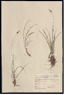 Carex ericetorum Pollich