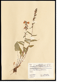 Campanula bononiensis L.
