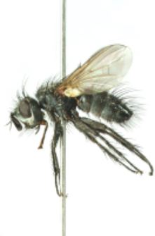 Masistylum arcuatum (Mik, 1863) M