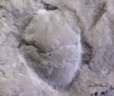 Goniodromites kubai