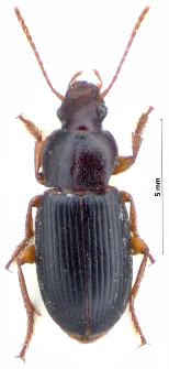 Ophonus schaubergerianus (Puel, 1937a)
