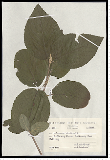 Viburnum lantana L.