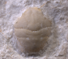 Goniodromites kubai