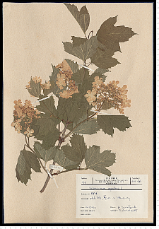 Viburnum opulus L.