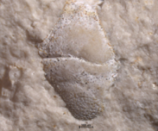 Goniodromites kubai