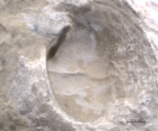 Goniodromites serratus