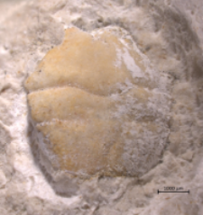 Goniodromites serratus