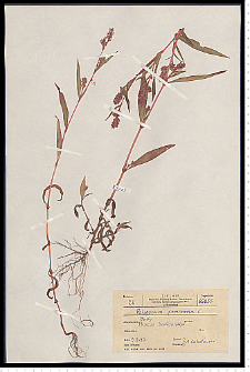 Polygonum persicaria L.