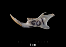 Apodemus sylvaticus