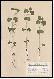 Glechoma hederacea L.