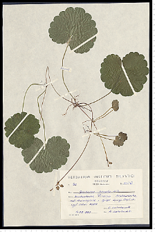Glechoma hirsuta Waldst. & Kit.
