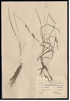 Carex nigra Reichard
