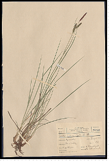 Carex nigra Reichard