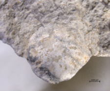 Goniodromites species