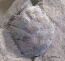 Goniodromites kubai
