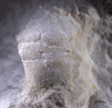 Goniodromites kubai