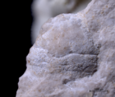 Goniodromites kubai