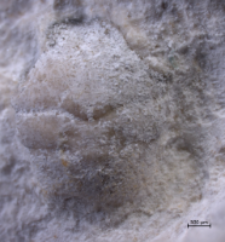 Goniodromites kubai