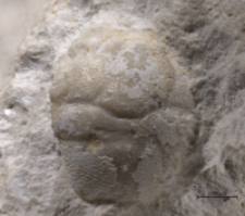 Goniodromites kubai