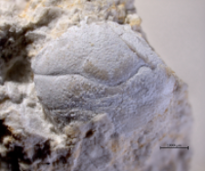 Goniodromites species