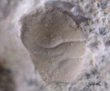 Goniodromites species