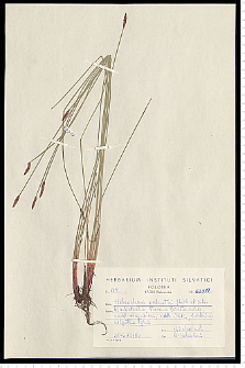 Eleocharis palustris (L.) Roem. & Schult.