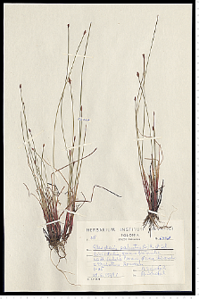 Eleocharis palustris (L.) Roem. & Schult.