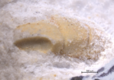 Goniodromites species