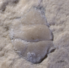 Goniodromites species