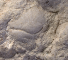 Goniodromites species