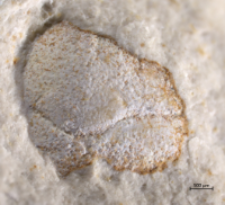Goniodromites species