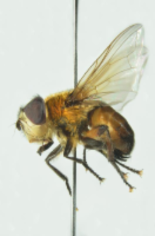 Phasia hemiptera (Fabricius, 1794)