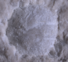 Goniodromites species