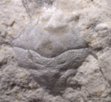 Goniodromites species