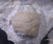 Goniodromites kubai