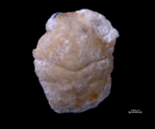 Goniodromites kubai