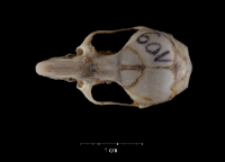 Apodemus sylvaticus