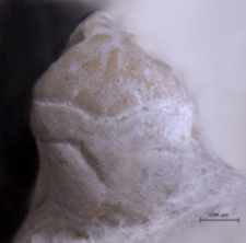 Goniodromites serratus