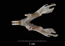 Apodemus sylvaticus