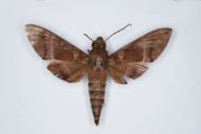 Nephele oenopion