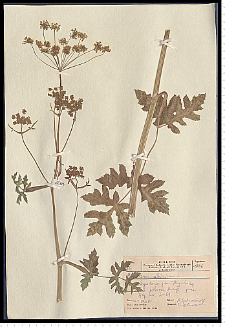 Heracleum sibiricum L.