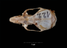 Apodemus sylvaticus