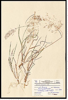 Agrostis capillaris L.