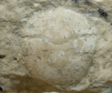 Goniodromites serratus