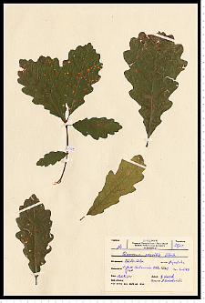 Quercus petraea (Matt.) Liebl.