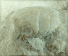 Goniodromites serratus