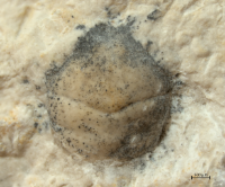 Goniodromites kubai