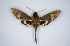Xylophanes chiron nechus